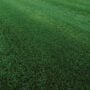 Sod – RTF® Grass – 600 SQFT – DIRECT SHIP